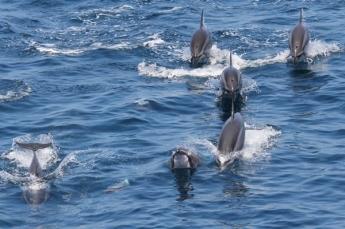 友善賞鯨｜親子活動